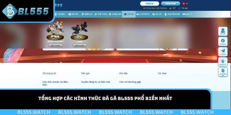 Tổng hợp các hình thức đá gà BL555 phổ biến nhất