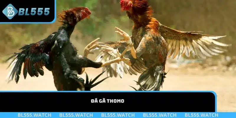 Đá gà Thomo
