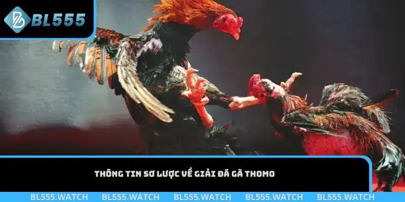 Thông tin sơ lược về giải đá gà Thomo