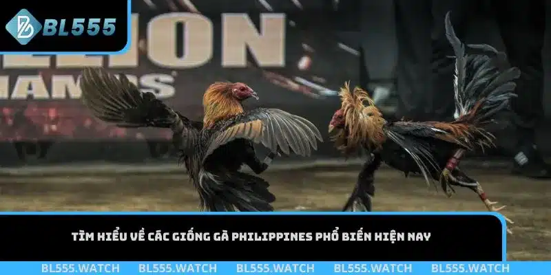 Tìm hiểu về các giống gà Philippines phổ biến hiện nay