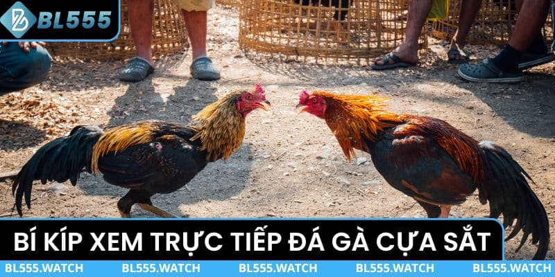 Bí kíp xem trực tiếp đá gà cựa sắt ổn định