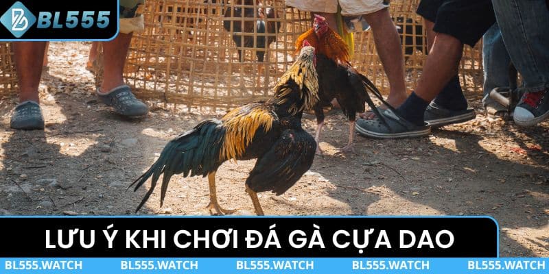 Bỏ túi lưu ý khi chơi đá gà gắn cựa dao