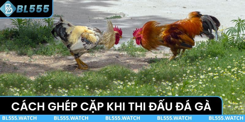 Cách ghép cặp khi thi đấu đá gà tại BL555