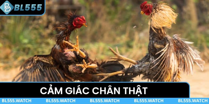 Cảm giác chân thật như ngồi tại sới xem thi đấu