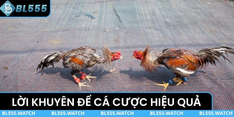 Lời khuyên để cá cược trực tiếp đá gà cựa sắt hiệu quả