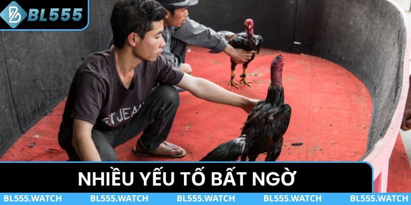 Nhiều yếu tố bất ngờ khi xem trực tiếp đá gà cựa sắt